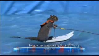 Hulvaton, vesihiihtävä orava kerää sympatiapisteitä kykyohjelmassa – katso video!