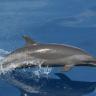 Miksi Särkänniemen delfiinejä ei voi vaan vapauttaa?