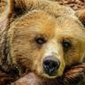 Kimmo Kinnunen kohtasi karhun - karhu selvisi pelottavasta tilanteesta hengissä