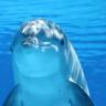 Mitä mieltä olet Särkänniemen delfiinien kohtalosta? Näin kansa vastaa!