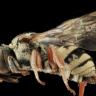 Tiesitkö tätä ampiaisista? Entä kirjosiepoista? Outoja ovat.