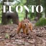 Orava ja lintulaudan pitäjä kamppailivat, kumpi voitti?